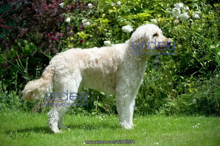 : DOG - Goldendoodle standing in garden : DOG - Goldendoodle standing in garden