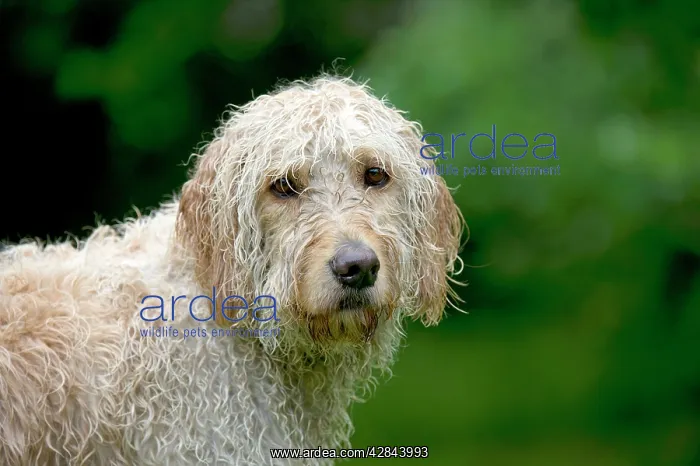 : DOG - Goldendoodle wet : DOG - Goldendoodle wet
