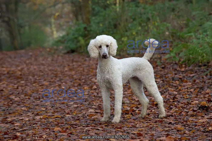  : Dog Goldendoodle in woodland autumn