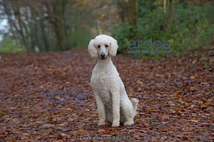 : Dog Goldendoodle in woodland autumn : Dog Goldendoodle in woodland autumn