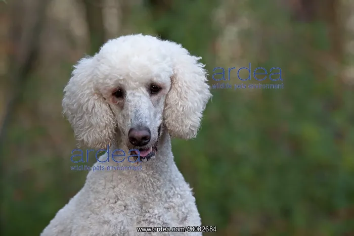 : Dog Goldendoodle in woodland autumn : Dog Goldendoodle in woodland autumn