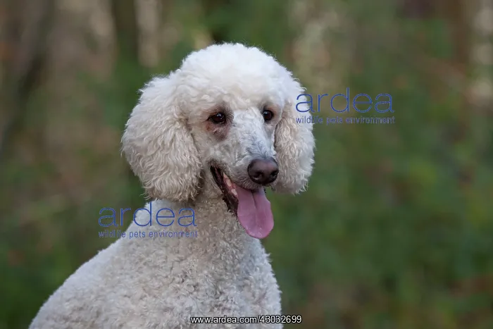 : Dog Goldendoodle in woodland autumn : Dog Goldendoodle in woodland autumn