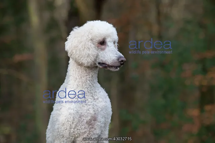 : Dog Goldendoodle in woodland autumn : Dog Goldendoodle in woodland autumn