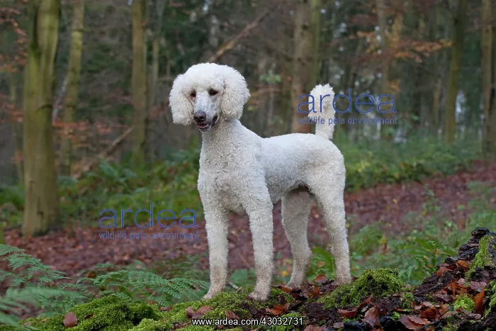 : Dog Goldendoodle in woodland autumn : Dog Goldendoodle in woodland autumn