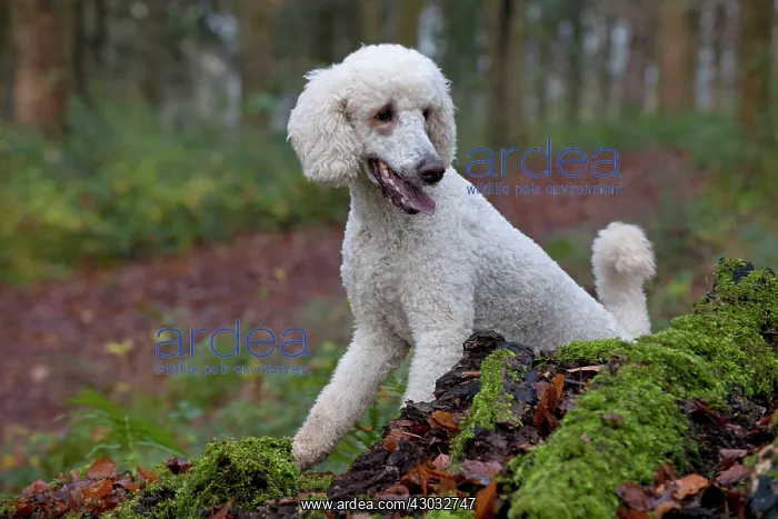 : Dog Goldendoodle in woodland autumn : Dog Goldendoodle in woodland autumn