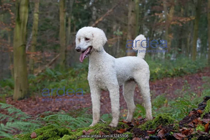 : Dog Goldendoodle in woodland autumn : Dog Goldendoodle in woodland autumn