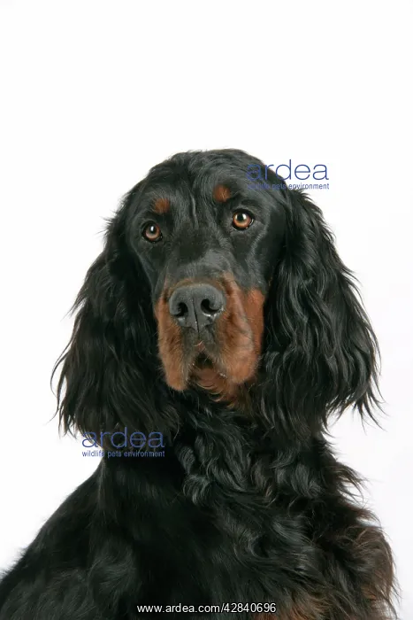 : DOG. Gordon setter : DOG. Gordon setter