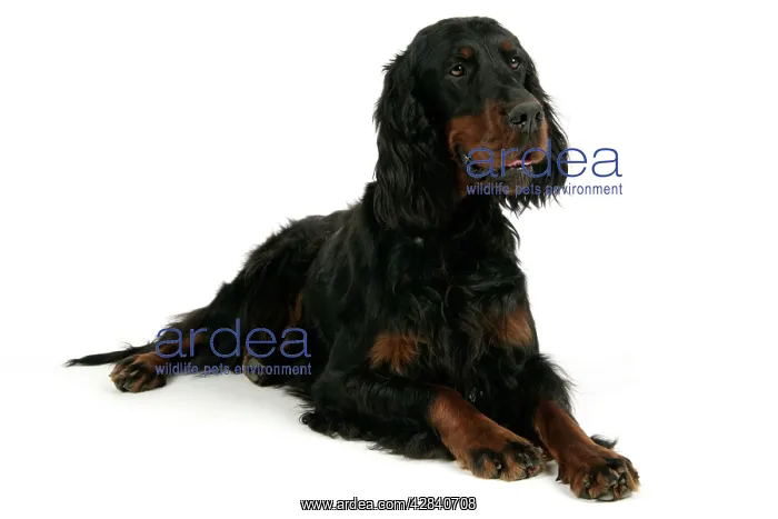 : DOG. Gordon setter : DOG. Gordon setter