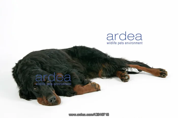 : DOG. Gordon setter : DOG. Gordon setter