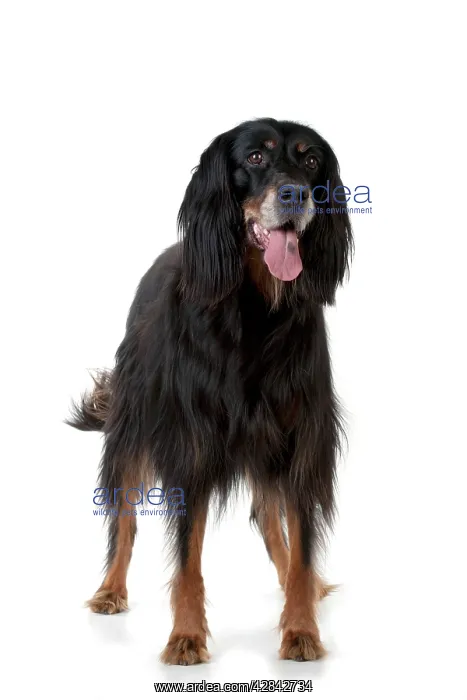  : DOG - Gordon setter