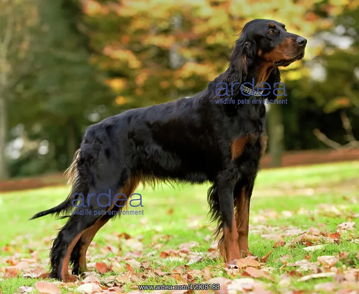  : Dog - Gordon Setter