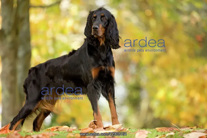  : Dog - Gordon Setter