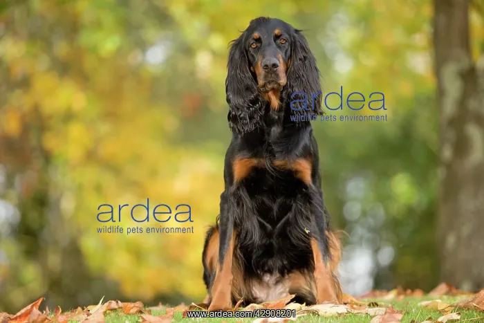  : Dog - Gordon Setter