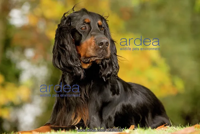  : Dog - Gordon Setter