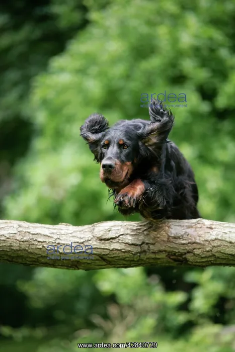  : DOG. Gordon setter jumping over log