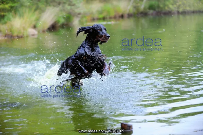 : DOG. Gordon setter leaping through lake