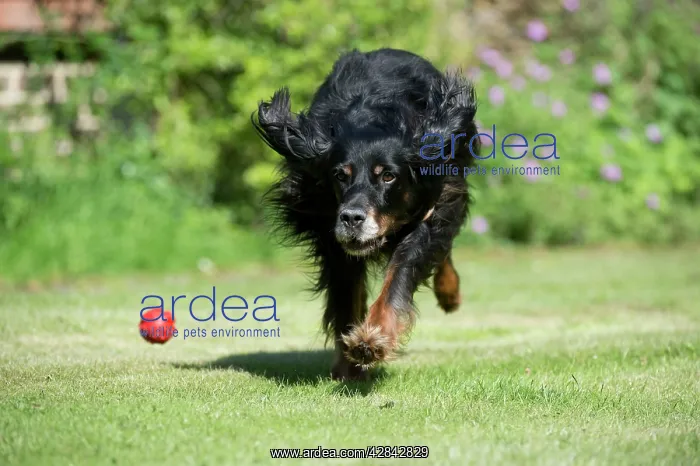  : DOG - Gordon setter playing in garden