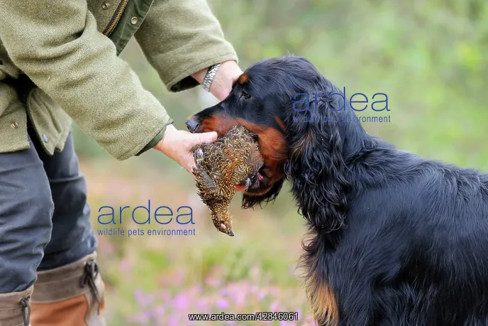 : DOG. Gordon Setter presenting grouse to owner : DOG. Gordon Setter presenting grouse to owner