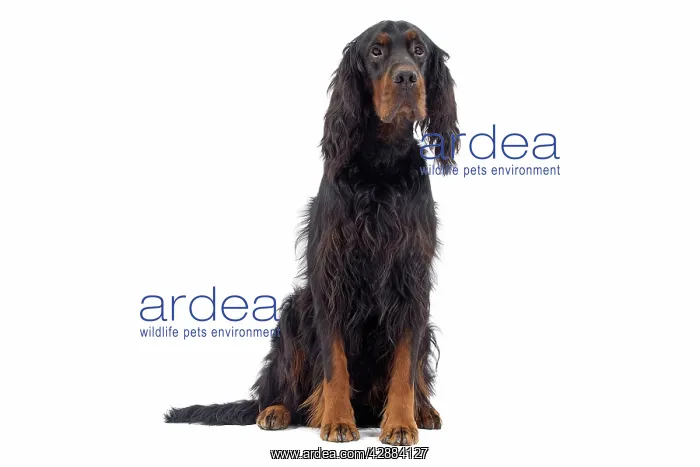  : Dog - Gordon Setter sitting in studio