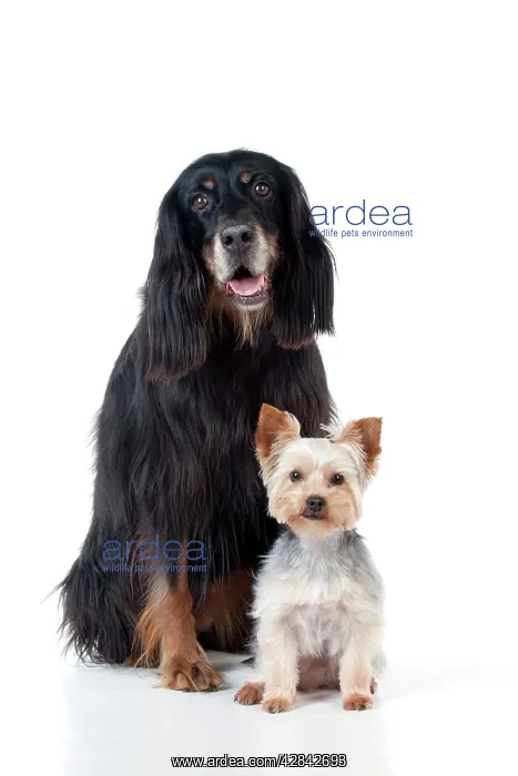 : DOG - Gordon setter sitting with yorkshire terrier : DOG - Gordon setter sitting with yorkshire terrier