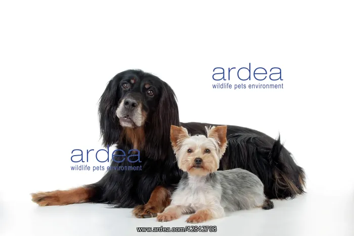 : DOG - Gordon setter sitting with yorkshire terrier : DOG - Gordon setter sitting with yorkshire terrier