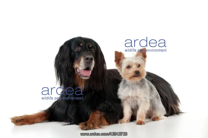 : DOG - Gordon setter sitting with yorkshire terrier : DOG - Gordon setter sitting with yorkshire terrier