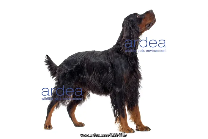  : Dog - Gordon Setter in studio
