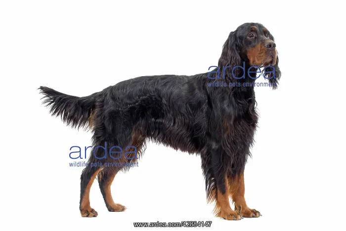 : Dog - Gordon Setter in studio