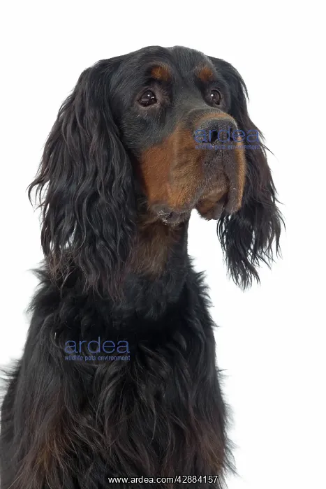  : Dog - Gordon Setter in studio