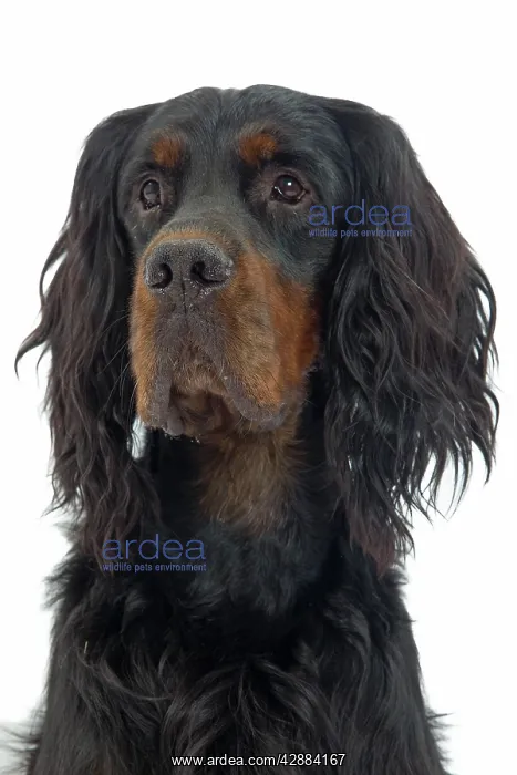  : Dog - Gordon Setter in studio