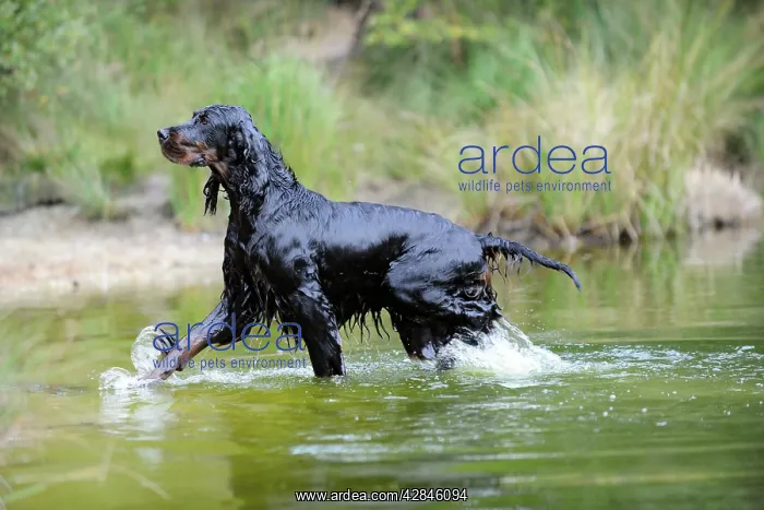: DOG. Gordon setter walking through lake : DOG. Gordon setter walking through lake