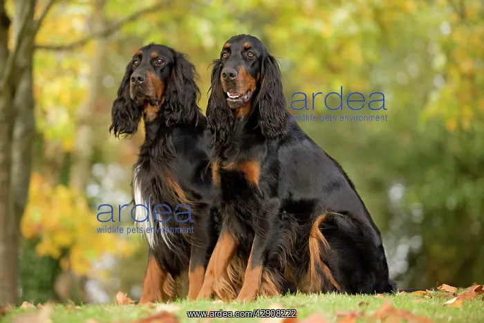  : Dog - Gordon Setters