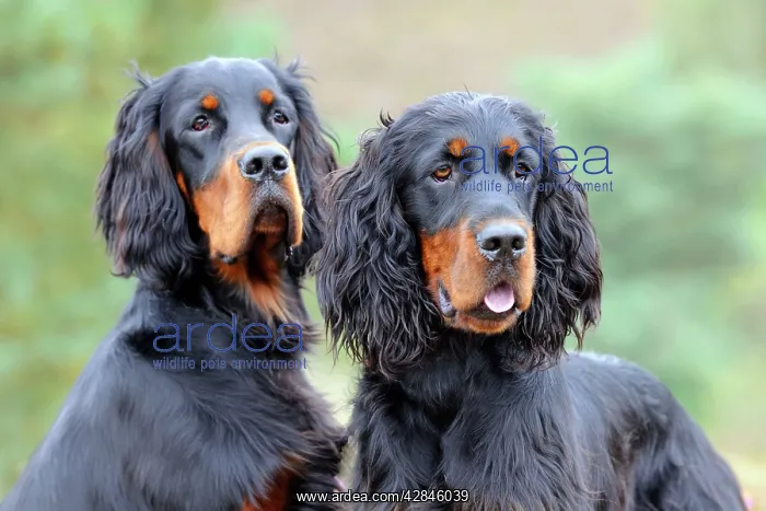 : DOG. Gordon Setters close up : DOG. Gordon Setters close up
