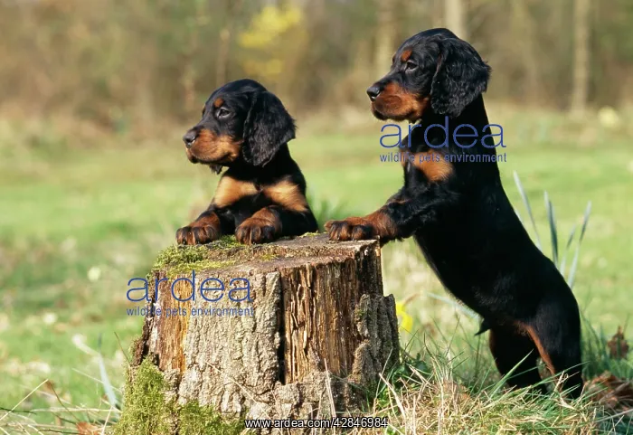  : Dog - Gordon Setters - Puppies