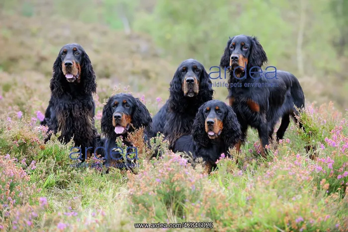  : DOG. Gordon Setters sitting in heather