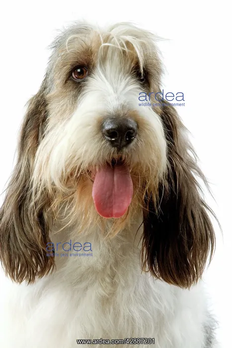 : Dog - Grand Basset Griffon VendA en : Dog - Grand Basset Griffon VendA en