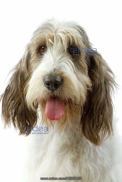 : Dog - Grand Basset Griffon VendA en : Dog - Grand Basset Griffon VendA en
