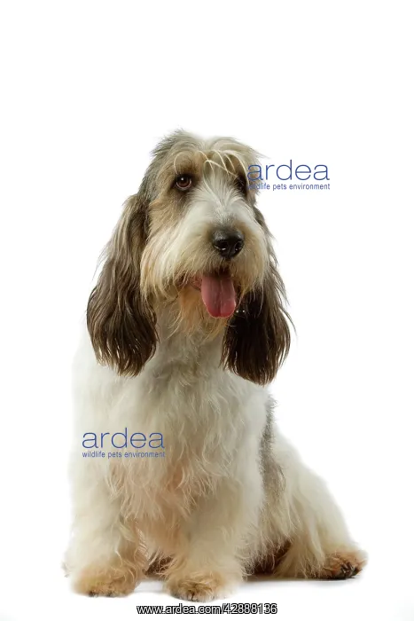 : Dog - Grand Basset Griffon VendA en : Dog - Grand Basset Griffon VendA en