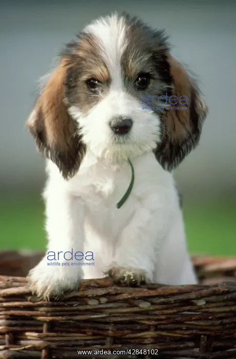 : DOG - Grand Basset Griffon Vendeen : DOG - Grand Basset Griffon Vendeen