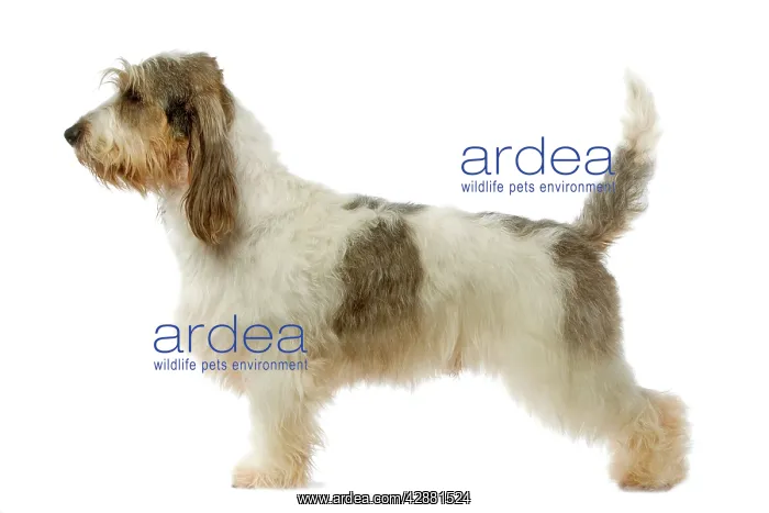  : Dog - Grand Basset Griffon Vendeen