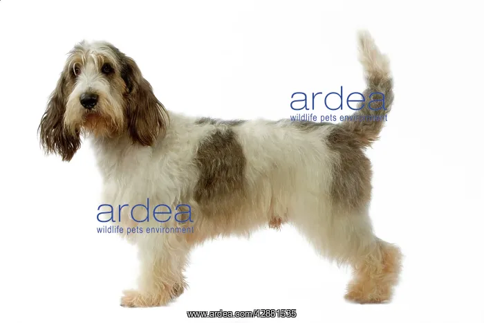  : Dog - Grand Basset Griffon Vendeen