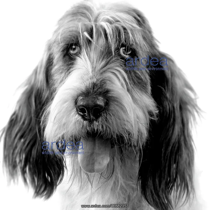 : Dog - Grand basset griffon vendeen - black & white : Dog - Grand basset griffon vendeen - black & white