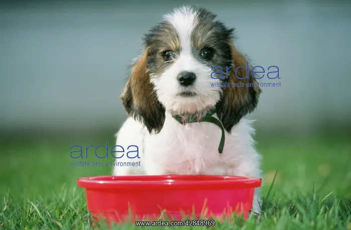 : DOG - Grand Basset Griffon Vendeen pup - sitting : DOG - Grand Basset Griffon Vendeen pup - sitting
