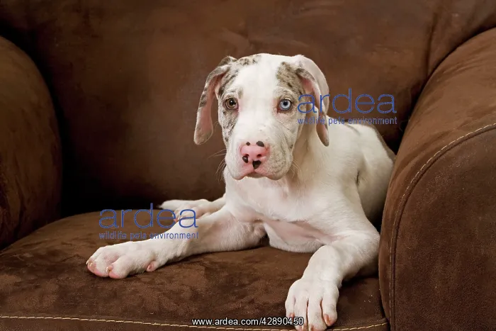 : Dog - Great Dane - 10 week old puppy on armchair : Dog - Great Dane - 10 week old puppy on armchair