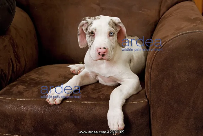 : Dog - Great Dane - 10 week old puppy on armchair : Dog - Great Dane - 10 week old puppy on armchair