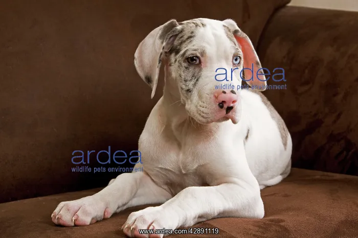 : Dog - Great Dane - 10 week old puppy on armchair : Dog - Great Dane - 10 week old puppy on armchair