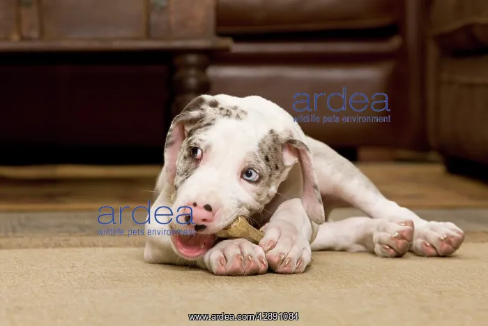 : Dog - Great Dane - 10 week old puppy chewing bone : Dog - Great Dane - 10 week old puppy chewing bone