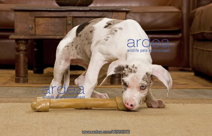 : Dog - Great Dane - 10 week old puppy eating bone : Dog - Great Dane - 10 week old puppy eating bone
