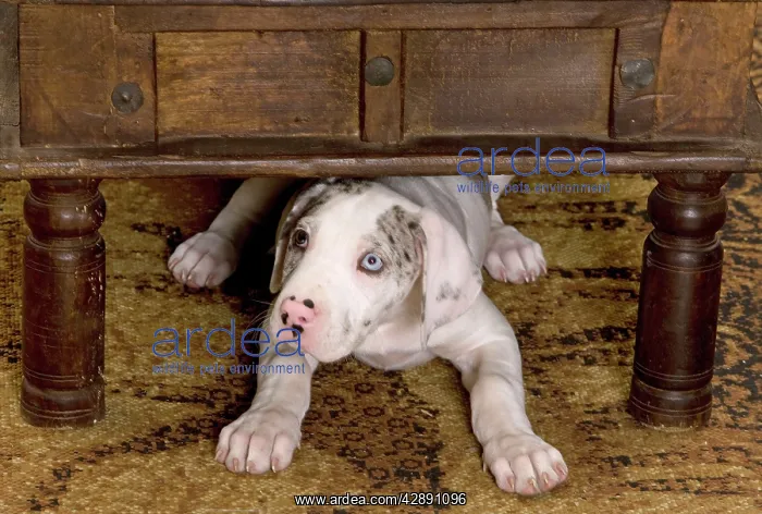 : Dog - Great Dane - 10 week old puppy hiding under : Dog - Great Dane - 10 week old puppy hiding under