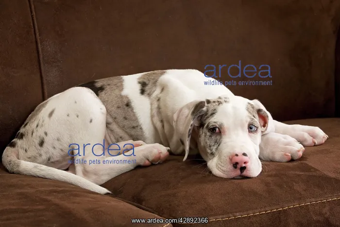 : Dog - Great Dane - 10 week old puppy on sofa. Odd : Dog - Great Dane - 10 week old puppy on sofa. Odd